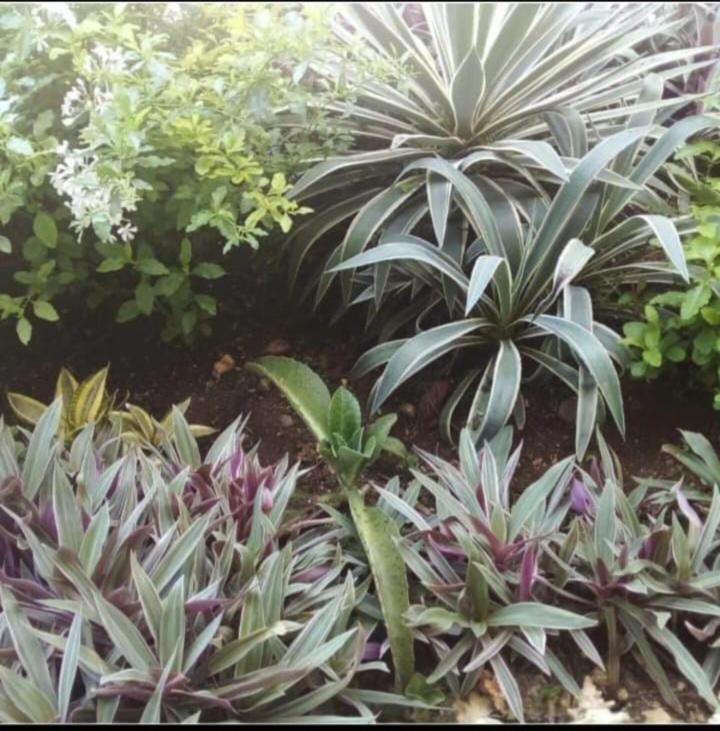 The Seaside Garden Guesthouse Buccoo Экстерьер фото